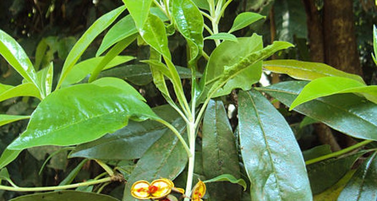 Pittosporum is also known as cheesewood.