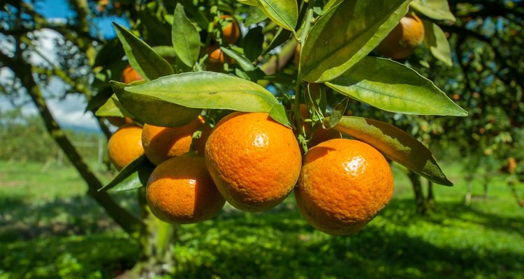 The blooming orange tree appears to