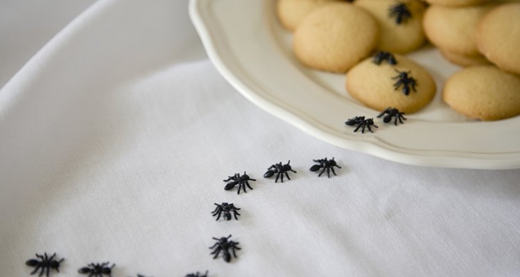 An ant picnic invader is a new twist on a classic costume.