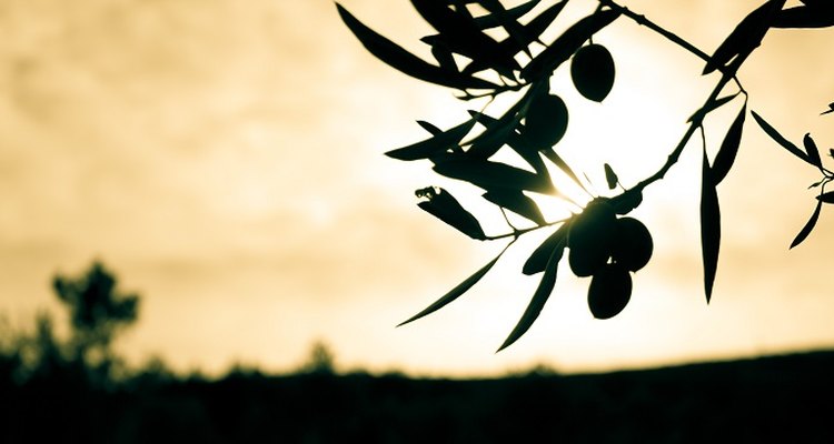 Fungal diseases can blight olive trees.