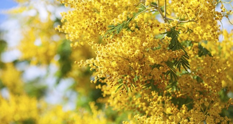 Acacia dealbata mimosa produces clusters of vivid yellow flowers.
