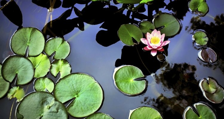 Soil-free plants keep your pond water clear.