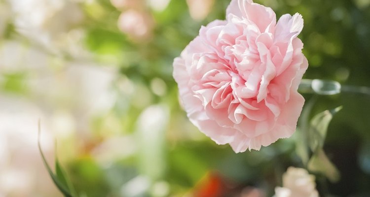 Occasional pruning will keep your carnations looking perky.