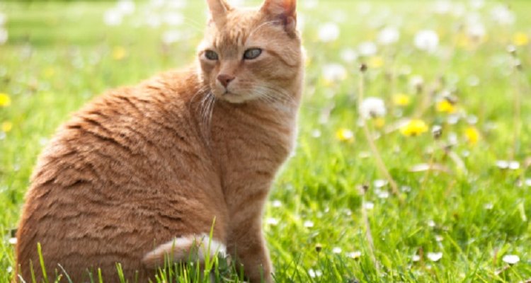 Some cats need a low phosphorus diet.