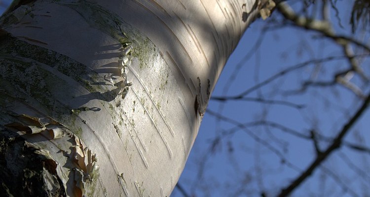With their striking white bark, silver birches are beautiful all year long.
