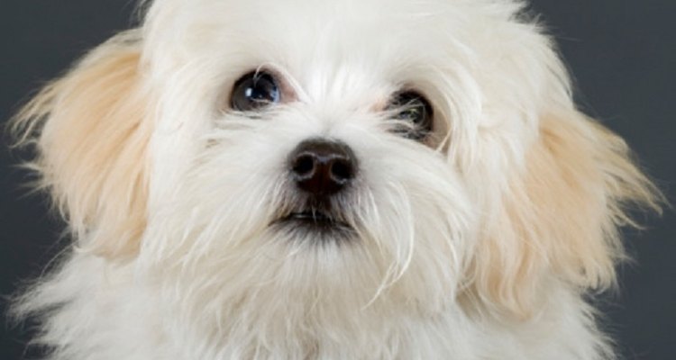 Bichon or Maltese?