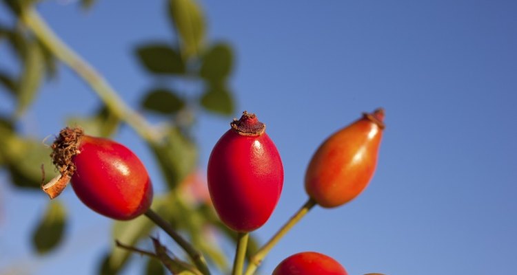 A pair of ripe rose hips still on the stem.