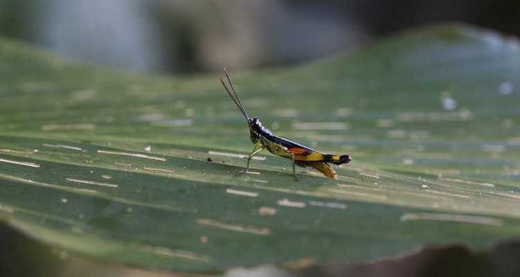 The Amazon rainforest is one of the most diverse ecosystems.