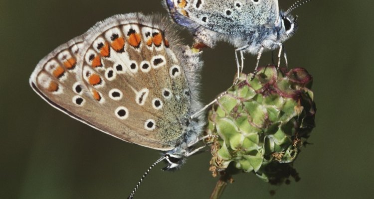 Raising butterflies is both fun and educational.