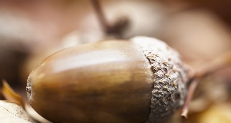 Oak trees grow from small acorns.