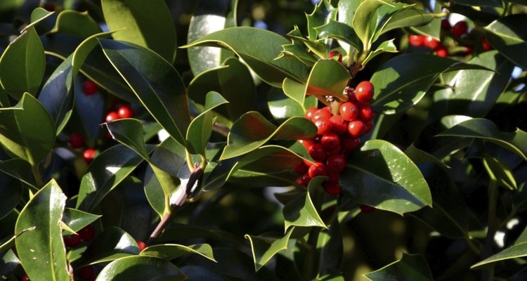 Carry a holly branch as Dickens described.