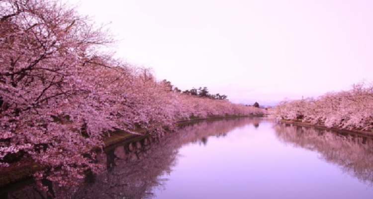 Cherry blossom trees product some stunning scenery in Japan.