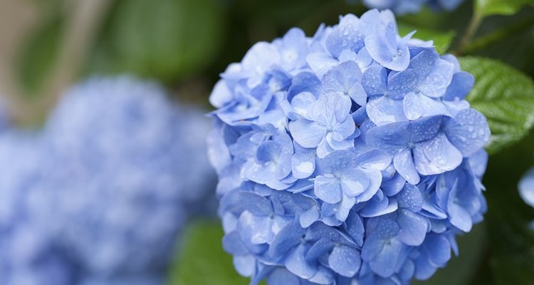 Hydrangeas produce a big ball of blue, purple or pink flowers.