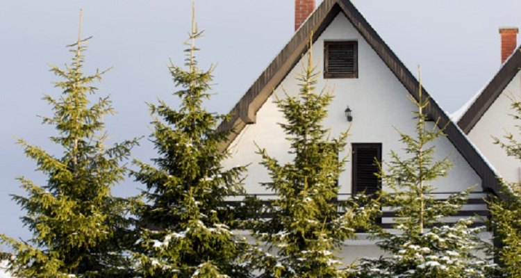 Conifers too close to the house block light and may damage foundations.