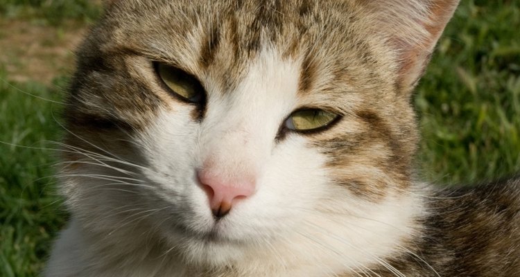 Cat urine can cause brown stains in your lawn.