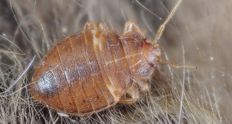 Bed bugs can also infest carpets and rugs in your home.