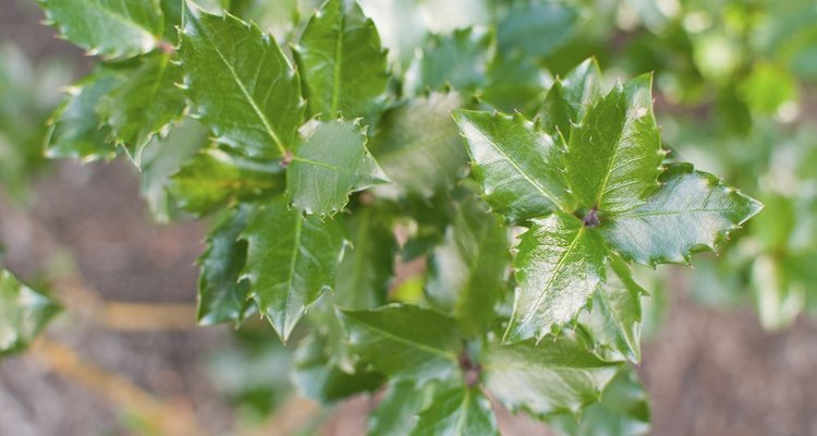 Holly bushes can crowd out other garden plants.