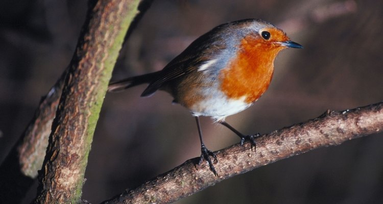 The European Robin is one of the most recognisable birds.