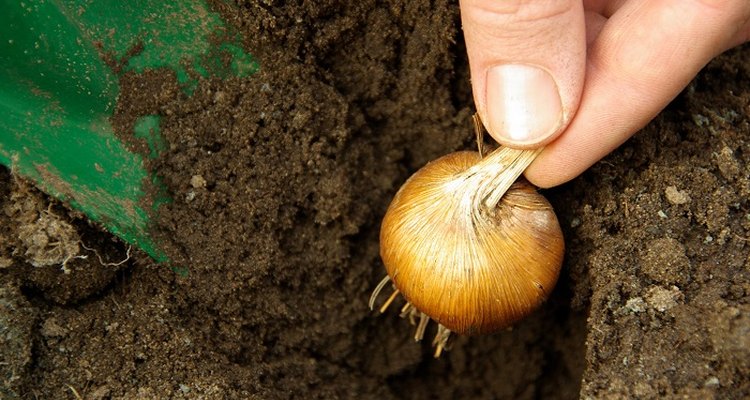Use grow bags to cultivate your own onion crop.