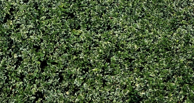 Pruning laurel bushes helps keep them neat.