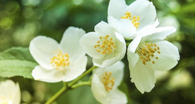 Jasmine produces fragrant, white blossoms.