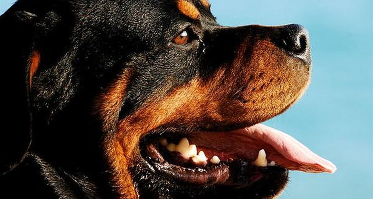 El rottweiler es un animal de tamaño grande.