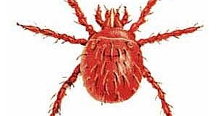 Getting bit by one of these will cause some serious itching.