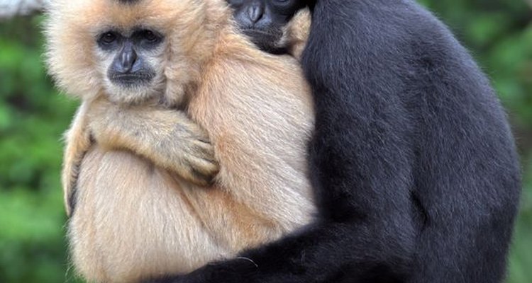 Animales en peligro de extinción.