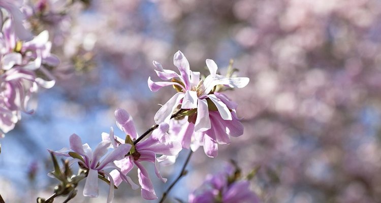 Enjoy the colourful blossoms of the magnoila tree.