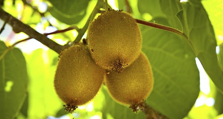 Kiwi fruit flowers contain male or female reproductive organs.