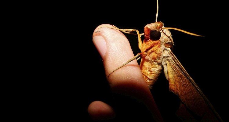 The moth is one of the most common flying insects you'll find at night