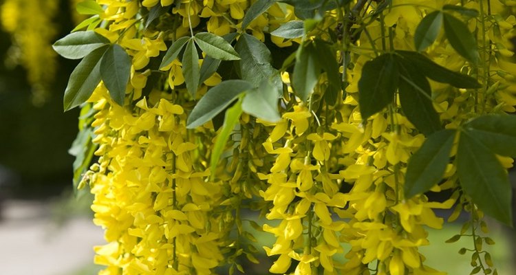 Keep your laburnum in tip-top condition with regular pruning.