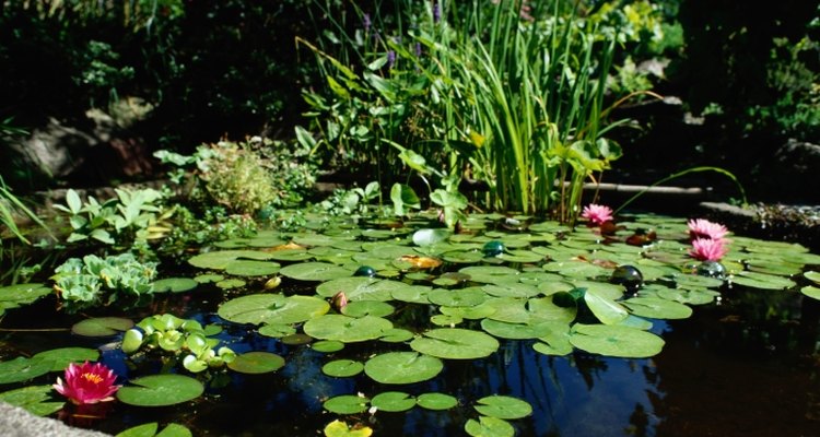 Find pond leaks easily using dye.
