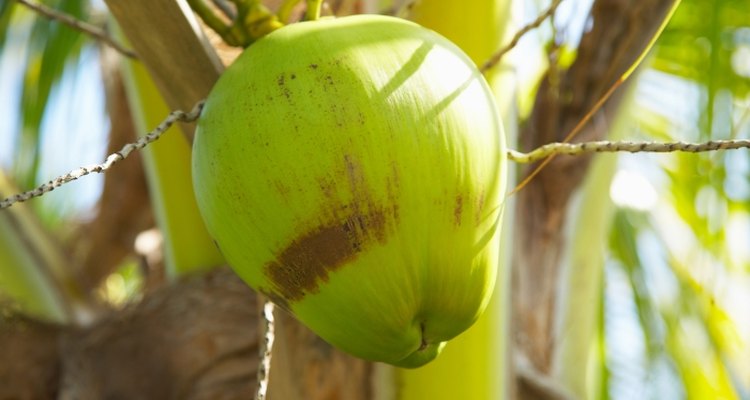 Coconut seeds are adapted to spreading the population of the tropical coconut palm.
