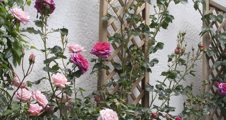 Climbing roses will happily grow along a wall trellis.
