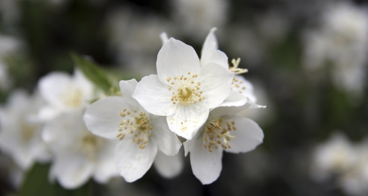 Jasmine flowers have a heady floral aroma.