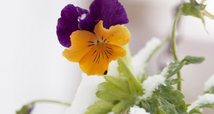 Pansies can survive ice and snow.
