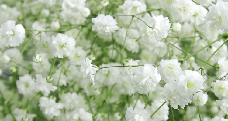 Grow gypsophila in a pot or outside in your garden.