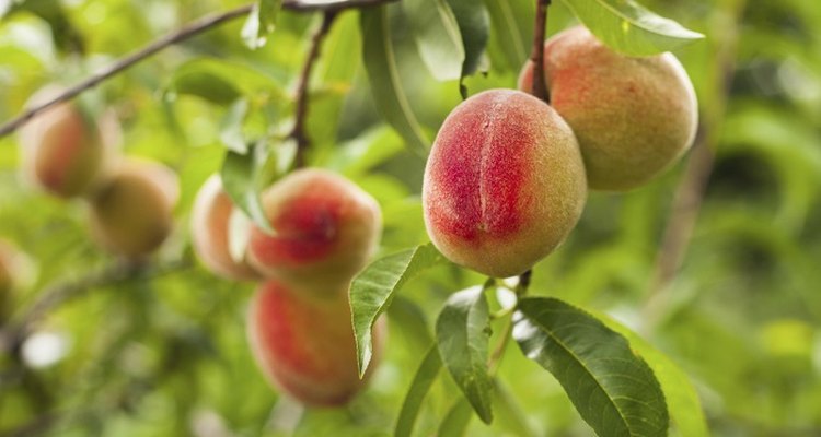 Peach trees grow up to 4.6 metres (15 feet) tall.