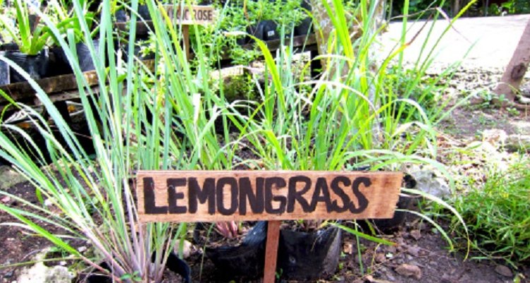 The citrusy aroma of lemongrass is a natural repellent to cats and dogs.