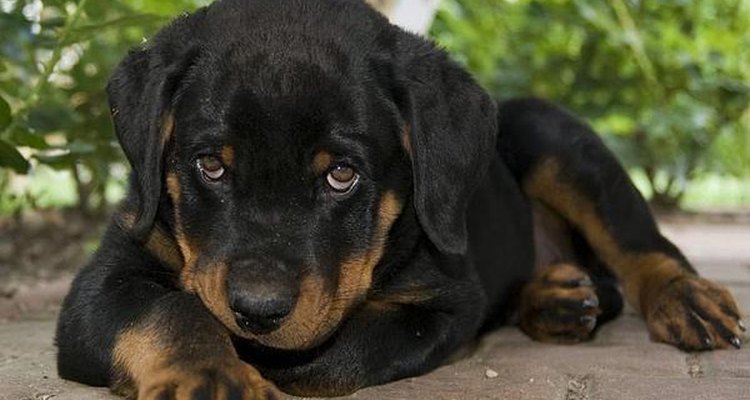 En España se debe pedir permiso para criar un rottweiler.