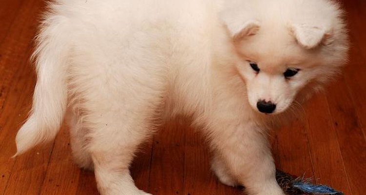 Los cachorros de samoyedo son juguetones, inteligentes y suelen hacer lo que quieren.
