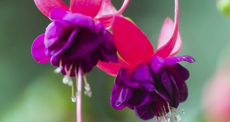 Fuchsias bear their hanging blooms from spring to autumn.