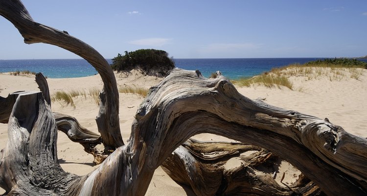 Driftwood can make a lovely home decoration.
