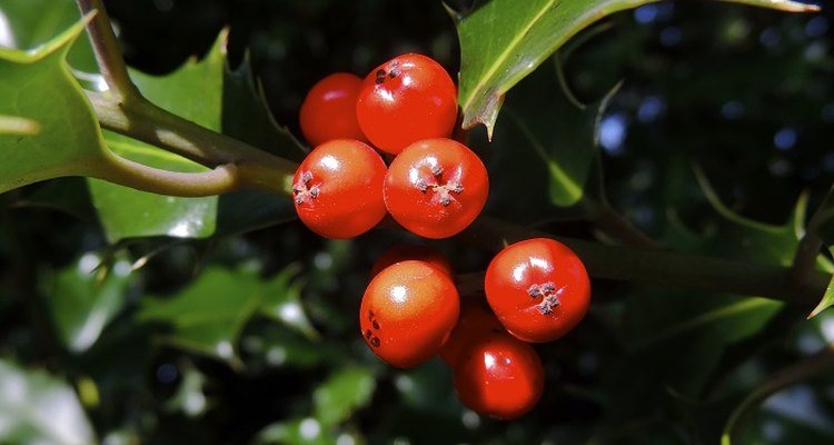 Holly berries are tenacious and stay on the trees through spring.