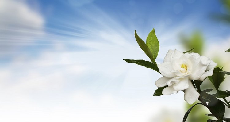 Fragrant jasmine produces striking white, yellow or pink flowers.