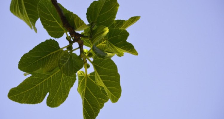 Fig trees came to northern Europe in the 15th century.