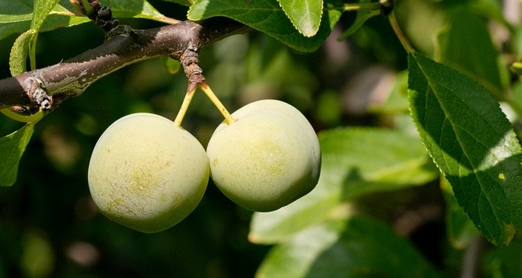 Regular pruning keeps your greengage tree health.