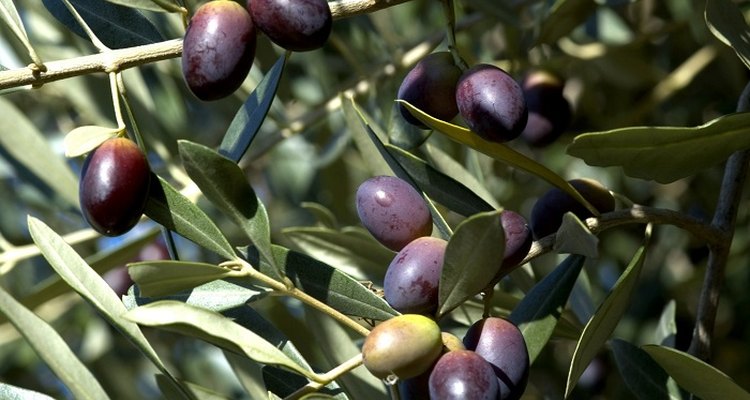 Olive trees are a strong and ancient plant native to the Mediterranean, Asia and Africa.