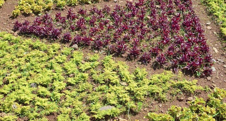 Most triangular gardens don't offer many landscape options.